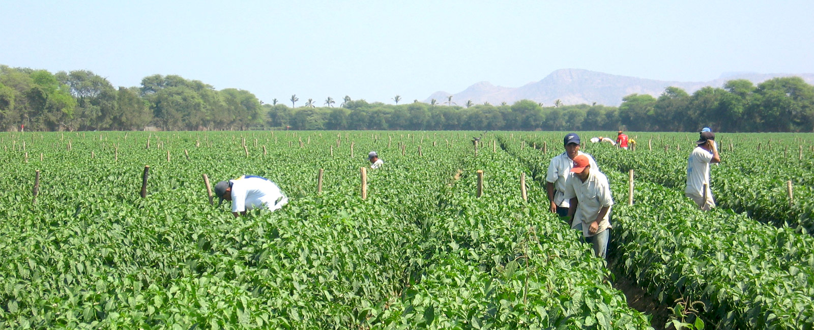 Latin American Agribusiness Development Corp.