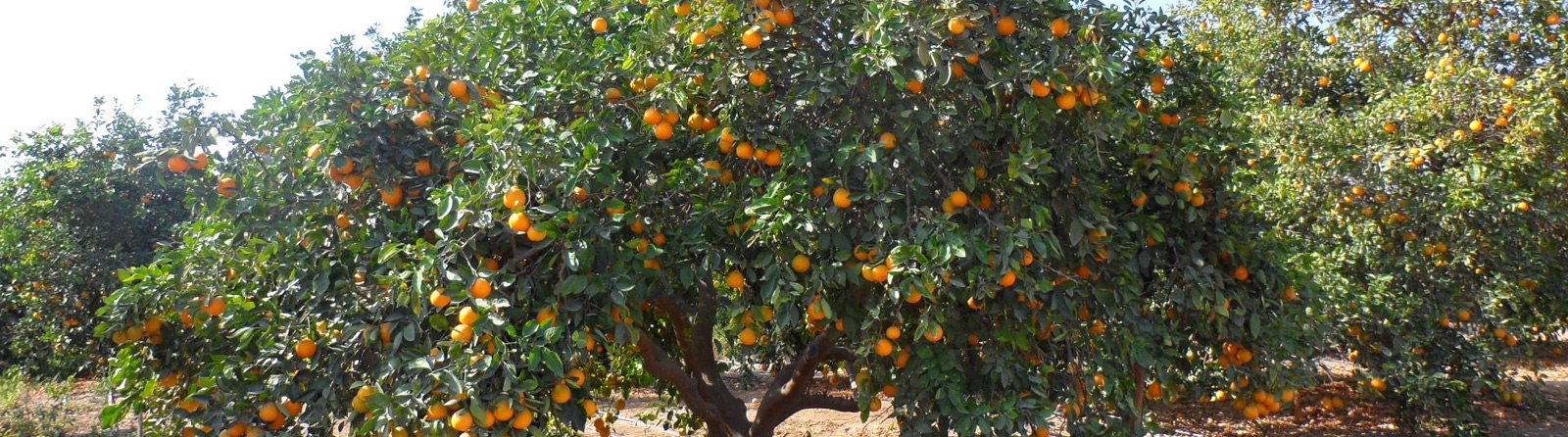 Latin American Agribusiness Development Corp.