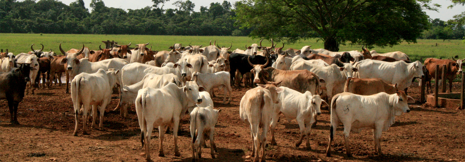 Latin American Agribusiness Development Corp.