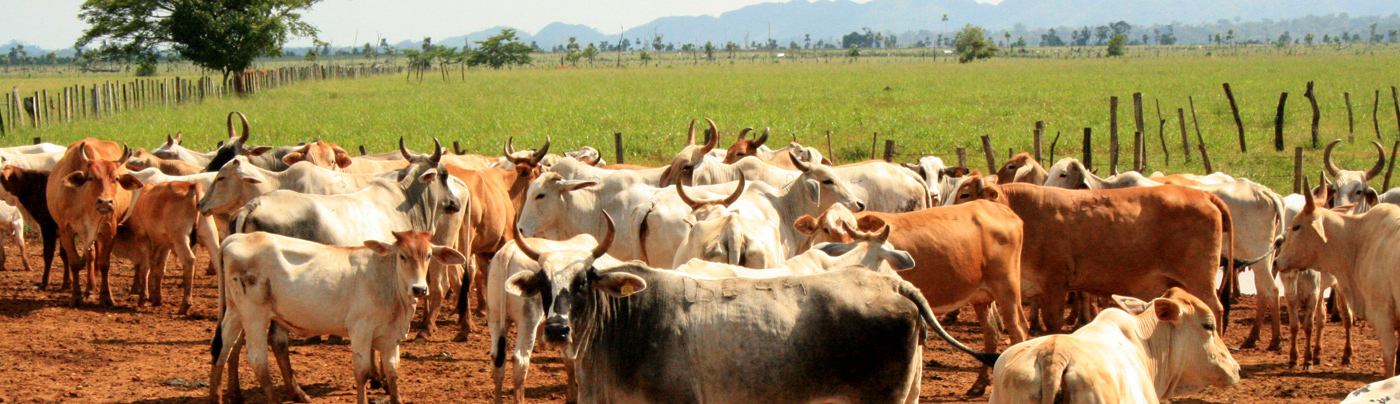 Latin American Agribusiness Development Corp.