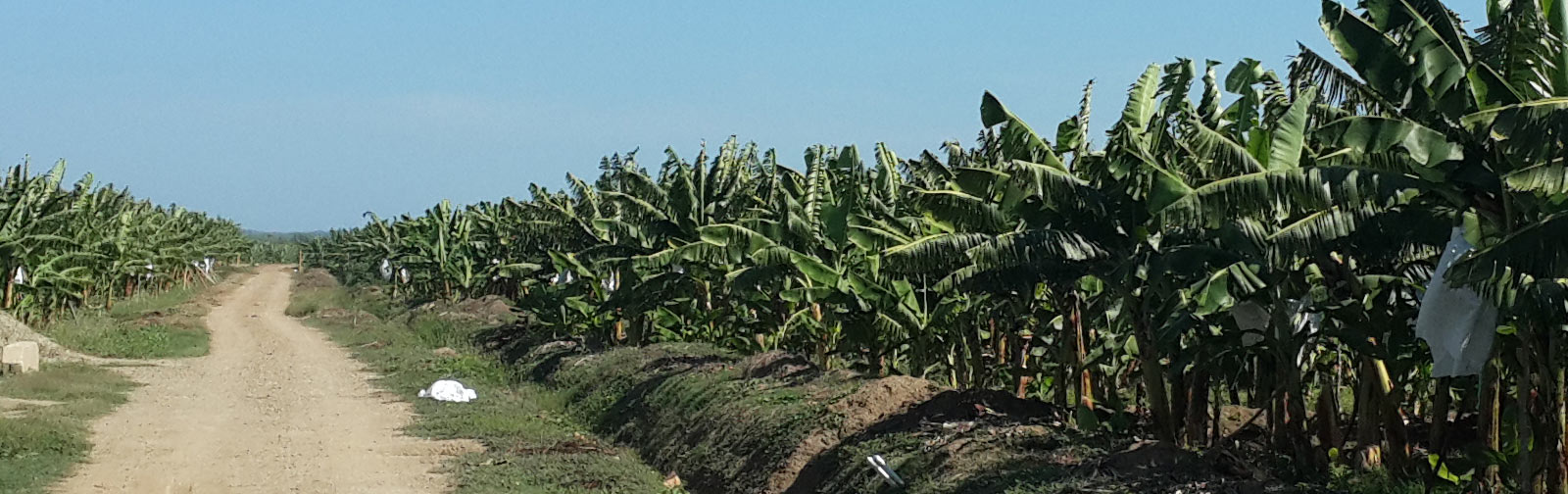 Latin American Agribusiness Development Corp.