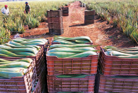 Kiwifruit in Chile
